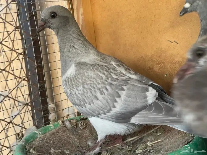 حمام منوع 3