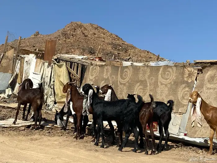 جفار مشاريك فاخرات منوت القناي 0
