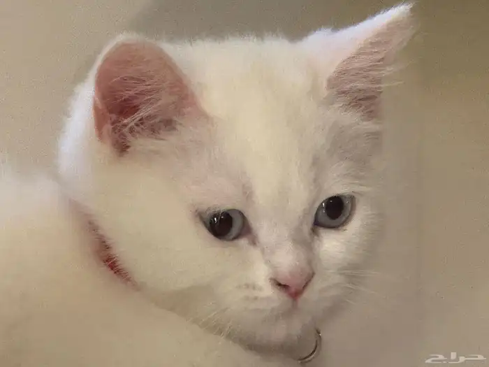 Cat for adoption قط للتبني 2