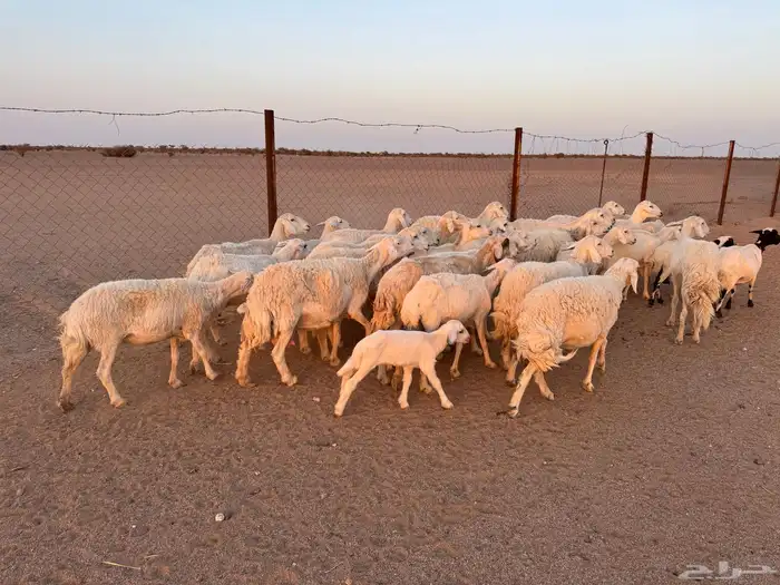 غنم حريات العدد 31 تحتها 11 1