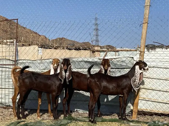 جفار مشاريك فاخرات منوت القناي 55