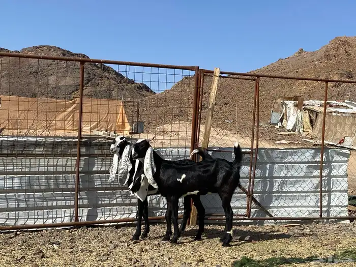 جفار مشاريك فاخرات منوت القناي 18