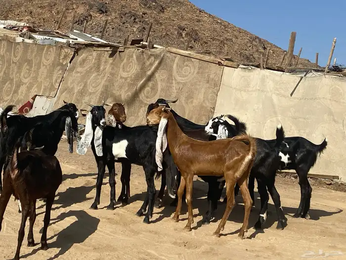 جفار مشاريك فاخرات منوت القناي 66
