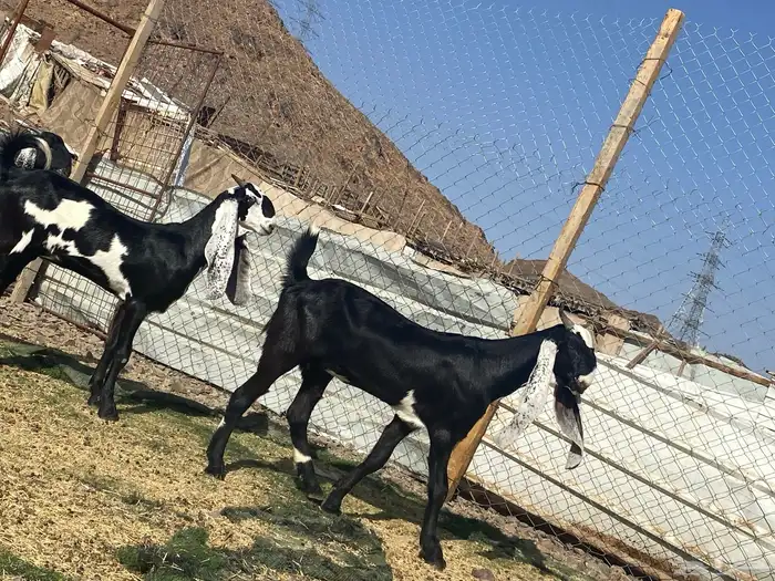 جفار مشاريك فاخرات منوت القناي 43
