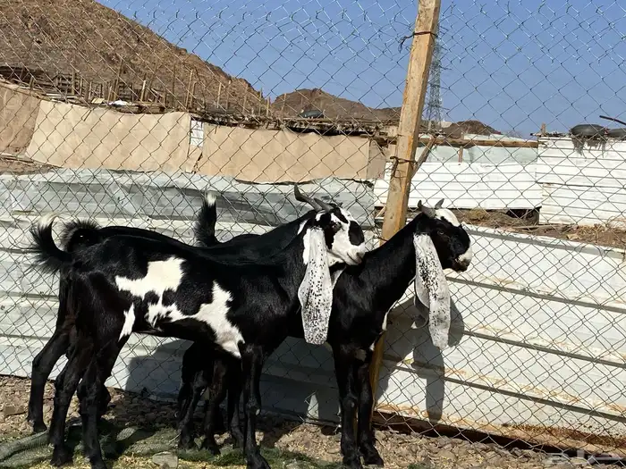 جفار مشاريك فاخرات منوت القناي 33