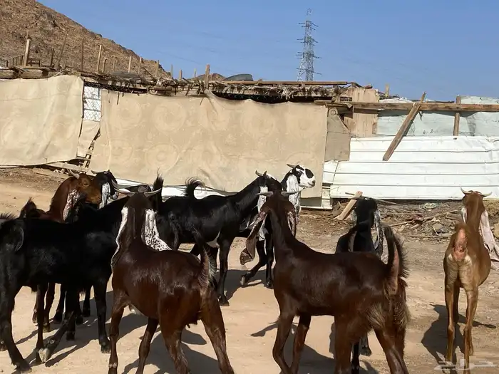 جفار مشاريك فاخرات منوت القناي 11