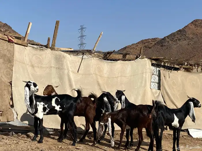 جفار مشاريك فاخرات منوت القناي 68