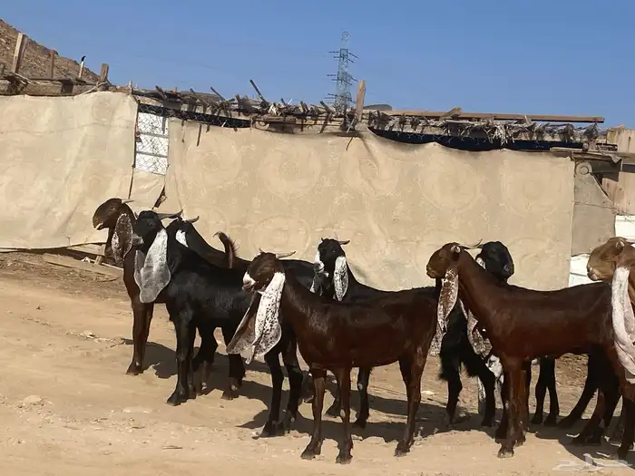 جفار مشاريك فاخرات منوت القناي 7