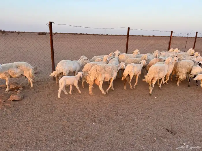 غنم حريات العدد 31 تحتها 11 5