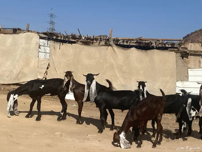 جفار مشاريك فاخرات منوت القناي 6