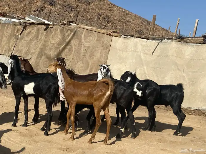 جفار مشاريك فاخرات منوت القناي 65