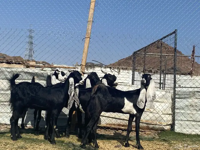 جفار مشاريك فاخرات منوت القناي 46