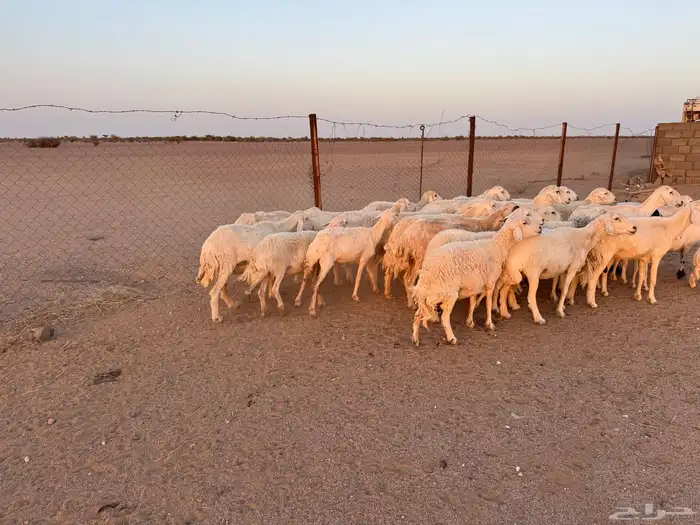 غنم حريات العدد 31 تحتها 11 0