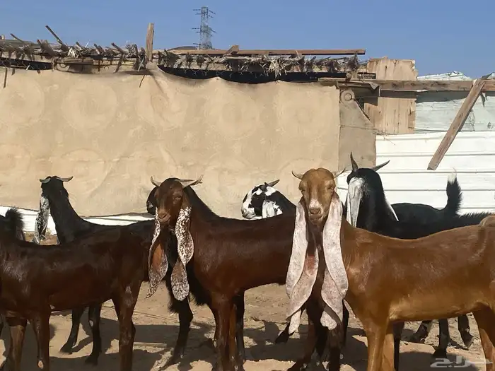جفار مشاريك فاخرات منوت القناي 9