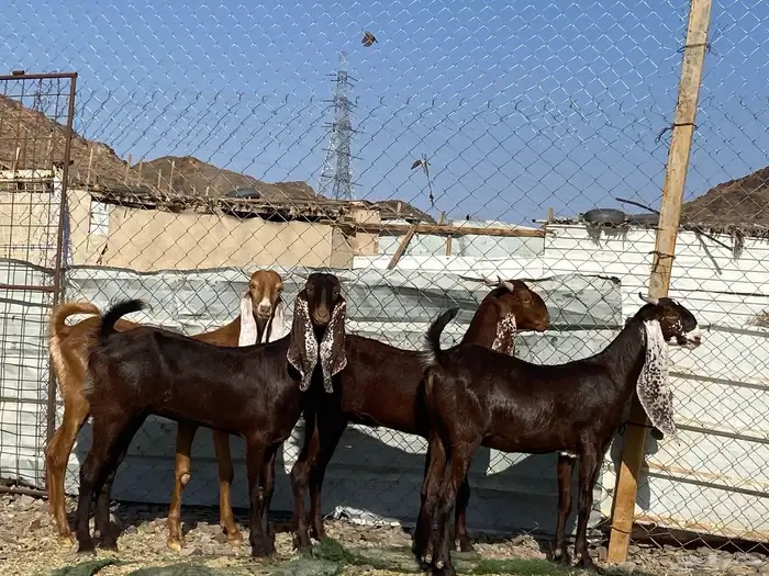 جفار مشاريك فاخرات منوت القناي 54