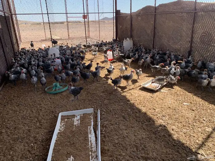 فروخ دجاج فيومي عمر شهر تقريبا 2