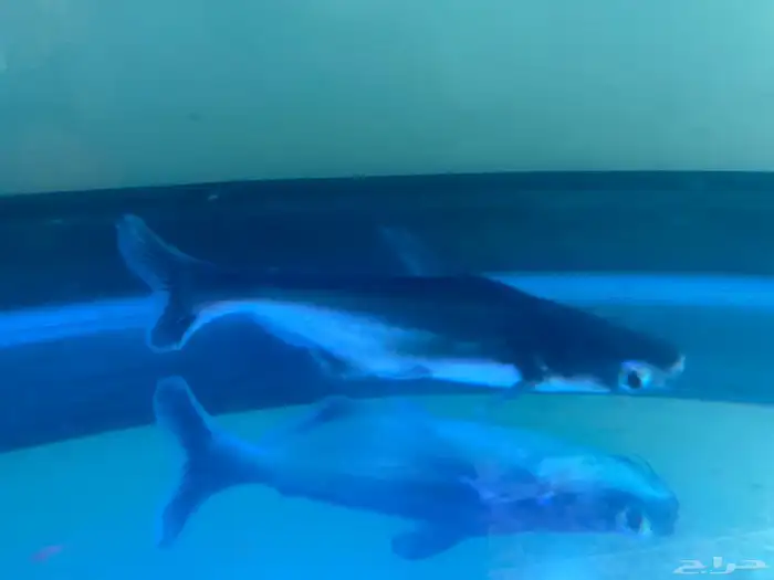 سمكة زينة القرش الزجاجي أو بانجاسيوس(قرموط) 0