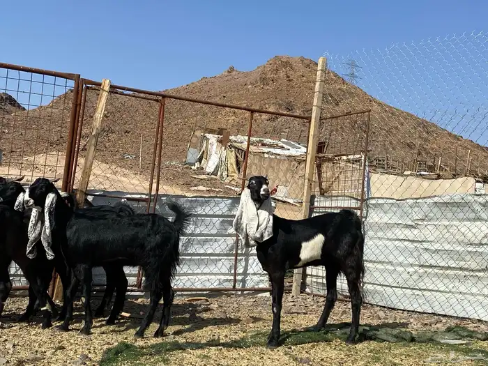 جفار مشاريك فاخرات منوت القناي 16