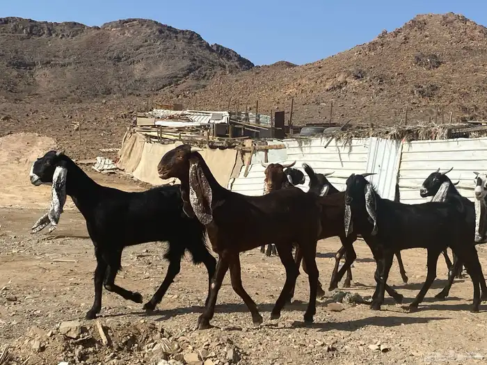 جفار مشاريك فاخرات منوت القناي 73