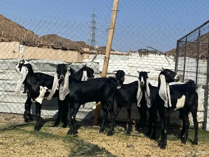 جفار مشاريك فاخرات منوت القناي 36