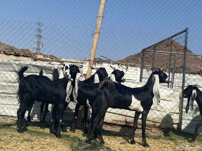 جفار مشاريك فاخرات منوت القناي 47