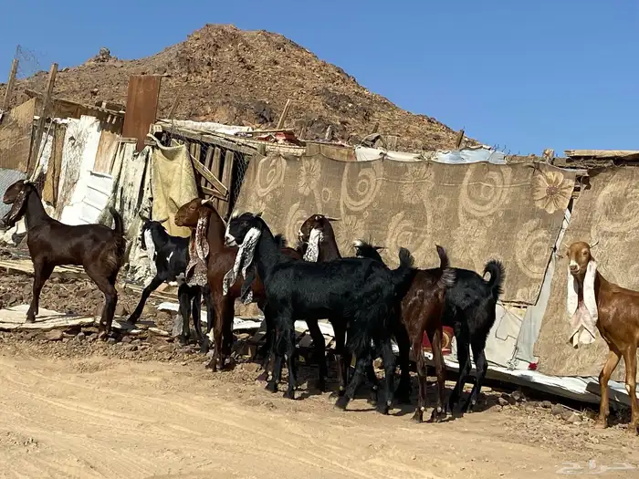 جفار مشاريك فاخرات منوت القناي 3