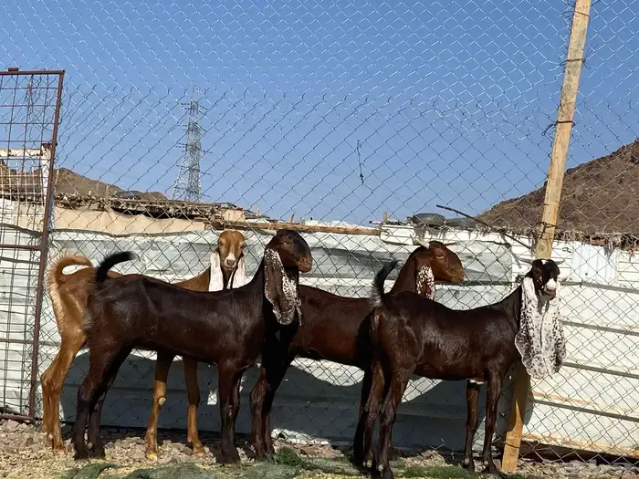 جفار مشاريك فاخرات منوت القناي 53