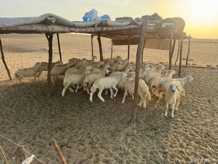 للبيع بهم نضيف العمر من 4 شهور إلى 5 3