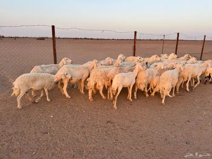 غنم حريات العدد 31 تحتها 11 2