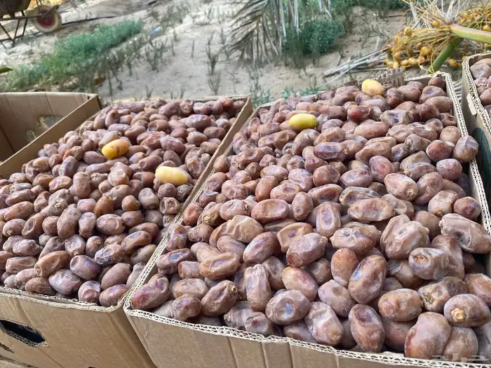 تمر خلاص سوبر جامبو 1