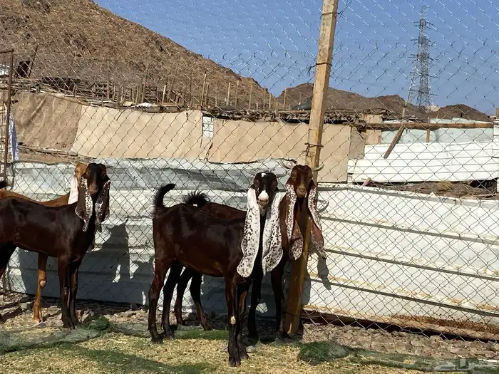 جفار مشاريك فاخرات منوت القناي 52
