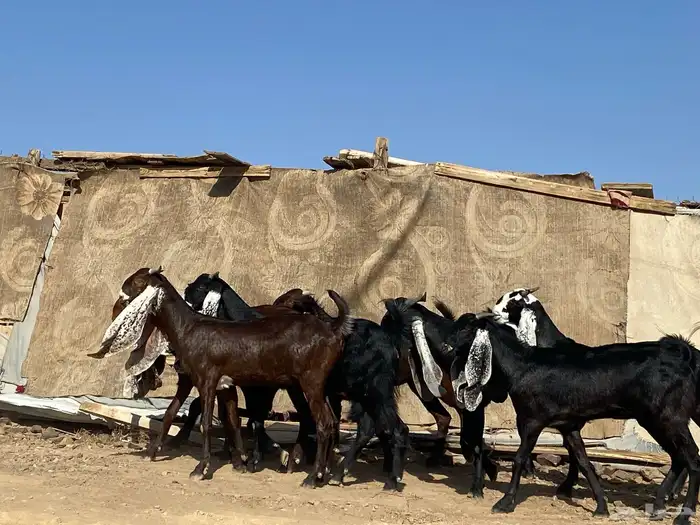 جفار مشاريك فاخرات منوت القناي 69