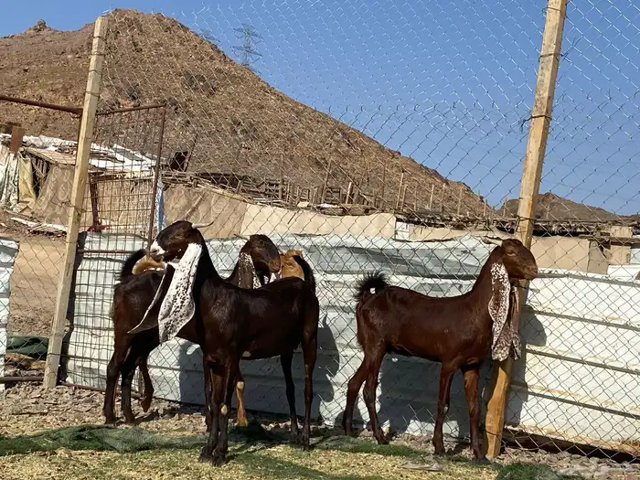 جفار مشاريك فاخرات منوت القناي 51