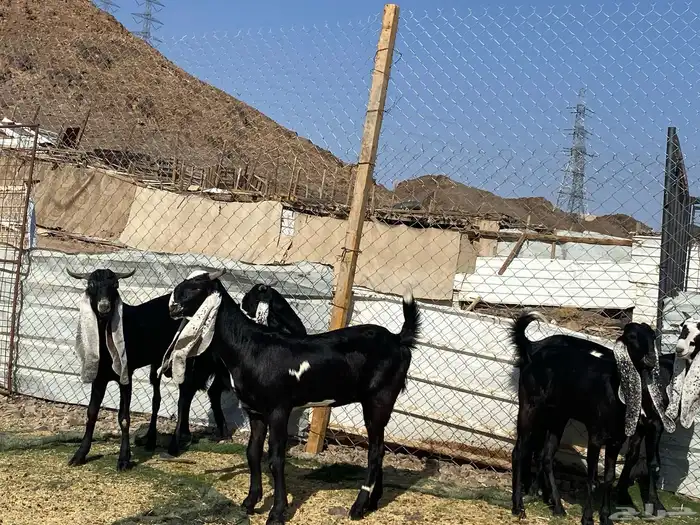 جفار مشاريك فاخرات منوت القناي 41