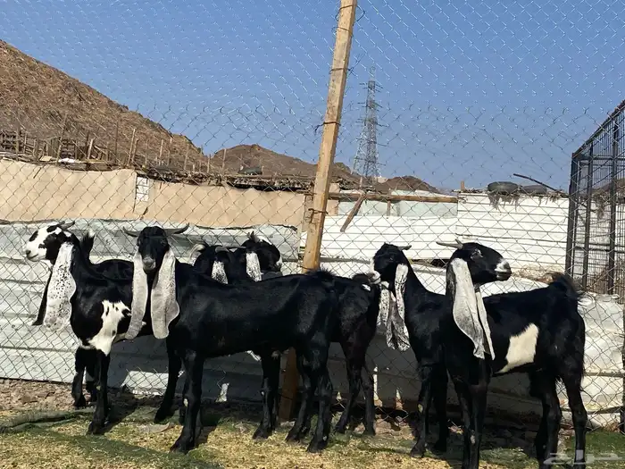 جفار مشاريك فاخرات منوت القناي 35