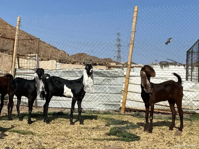 جفار مشاريك فاخرات منوت القناي 15