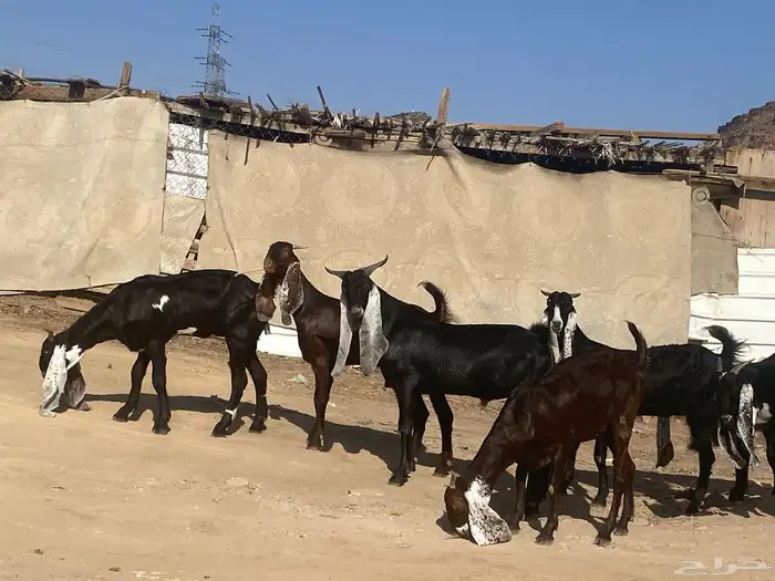 جفار مشاريك فاخرات منوت القناي 64