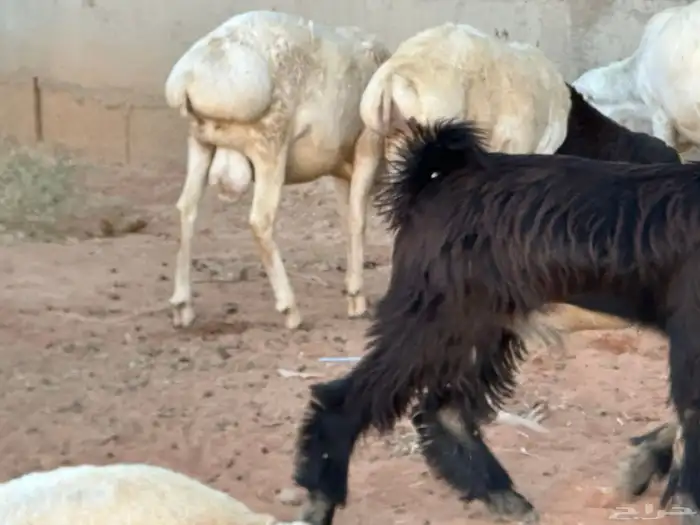 برابر مرابي طب وتخير السن جذع 33