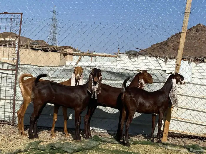 جفار مشاريك فاخرات منوت القناي 56