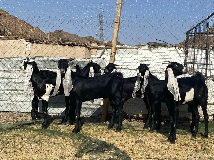 جفار مشاريك فاخرات منوت القناي 37