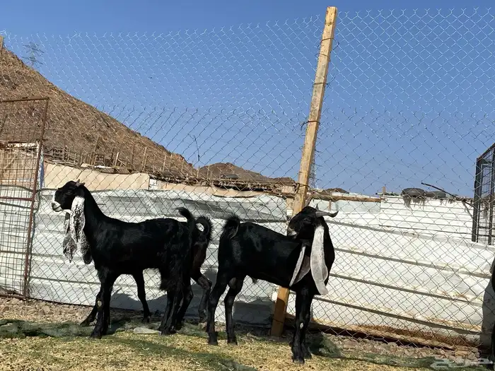 جفار مشاريك فاخرات منوت القناي 20