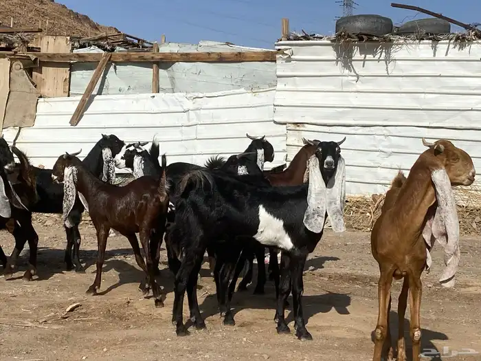 جفار مشاريك فاخرات منوت القناي 10