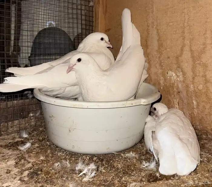 حمام فرنسي مفروز 5
