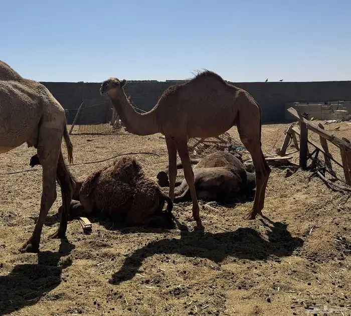 بكرة طيبة 1