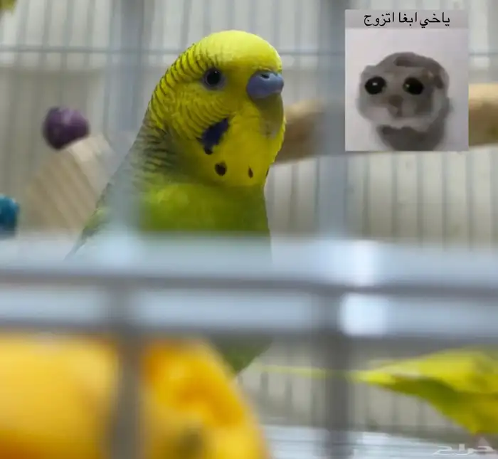 زلم وشيوخ قبيلة آل بادجي.. 8