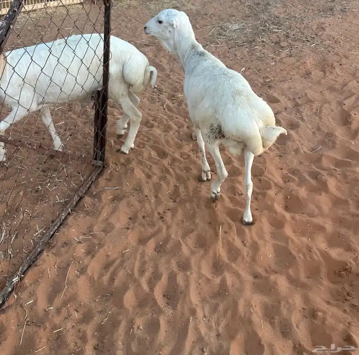 تيوس وبرابر مرابي 50