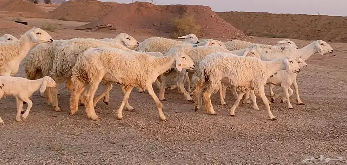 مراح حريات ولد منوة ألقاني(تم البيع) 2