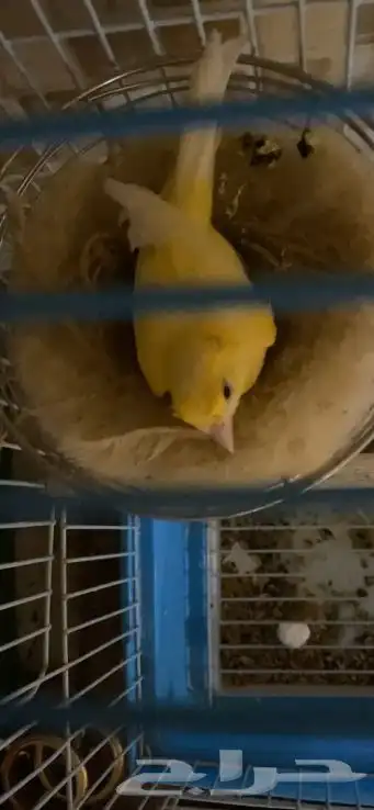 جوز كناري 0
