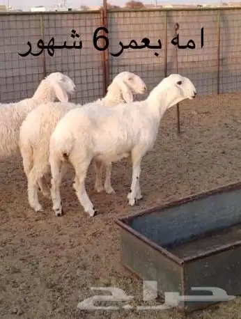 مشروع فحل مطور 6