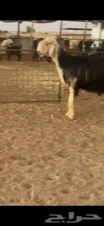 فحل نجدي 3